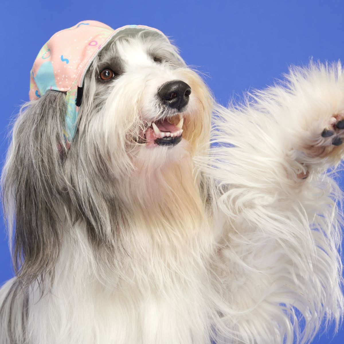 Summertime Reversible Bucket Dog Hat