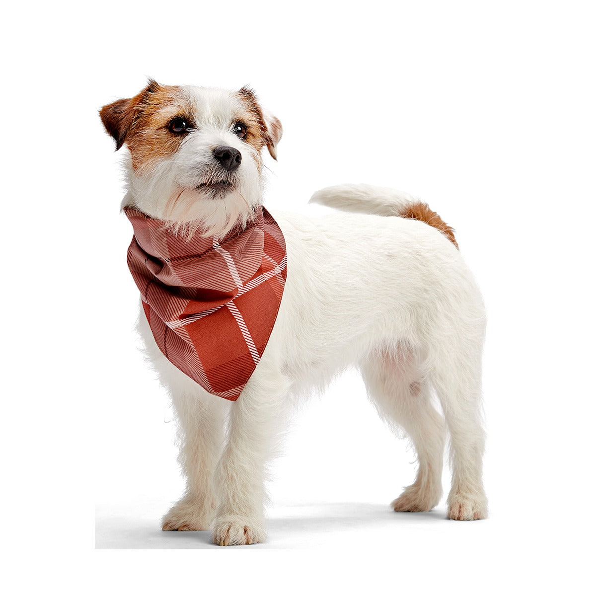 Fall Reversible Dog Bandana