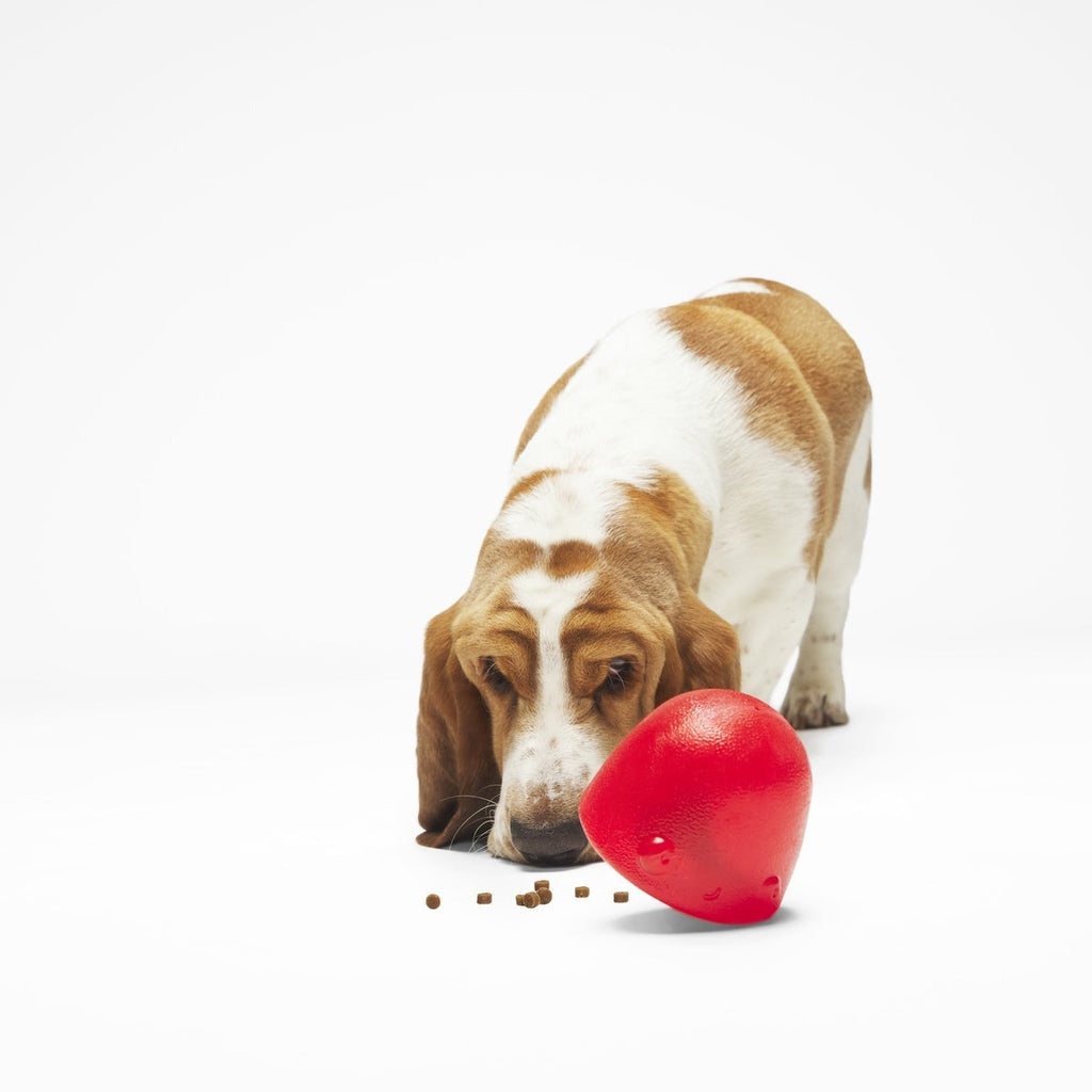 Goody Goody Gumdrops Durable Super Chewer Multi-Part Dog Toy