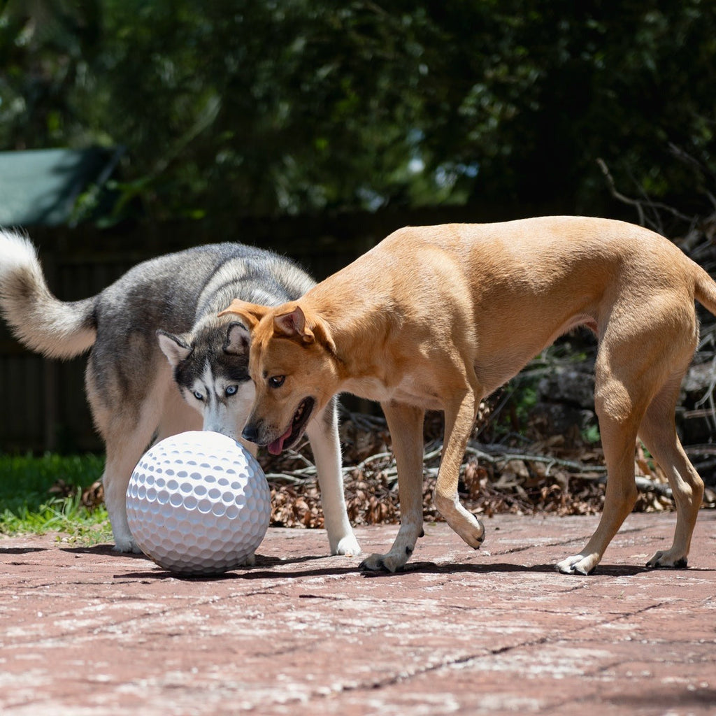 Big Swing Golf Ball Super Chewer Durable Extra-Large + Fetch Dog Toy