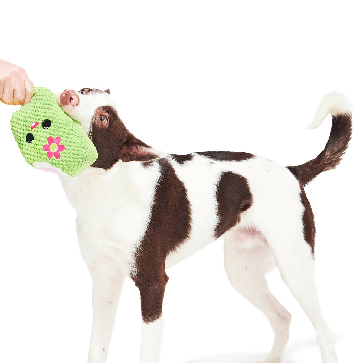 Consuela Pop Plush 2-in-1 + Tug Dog Toy