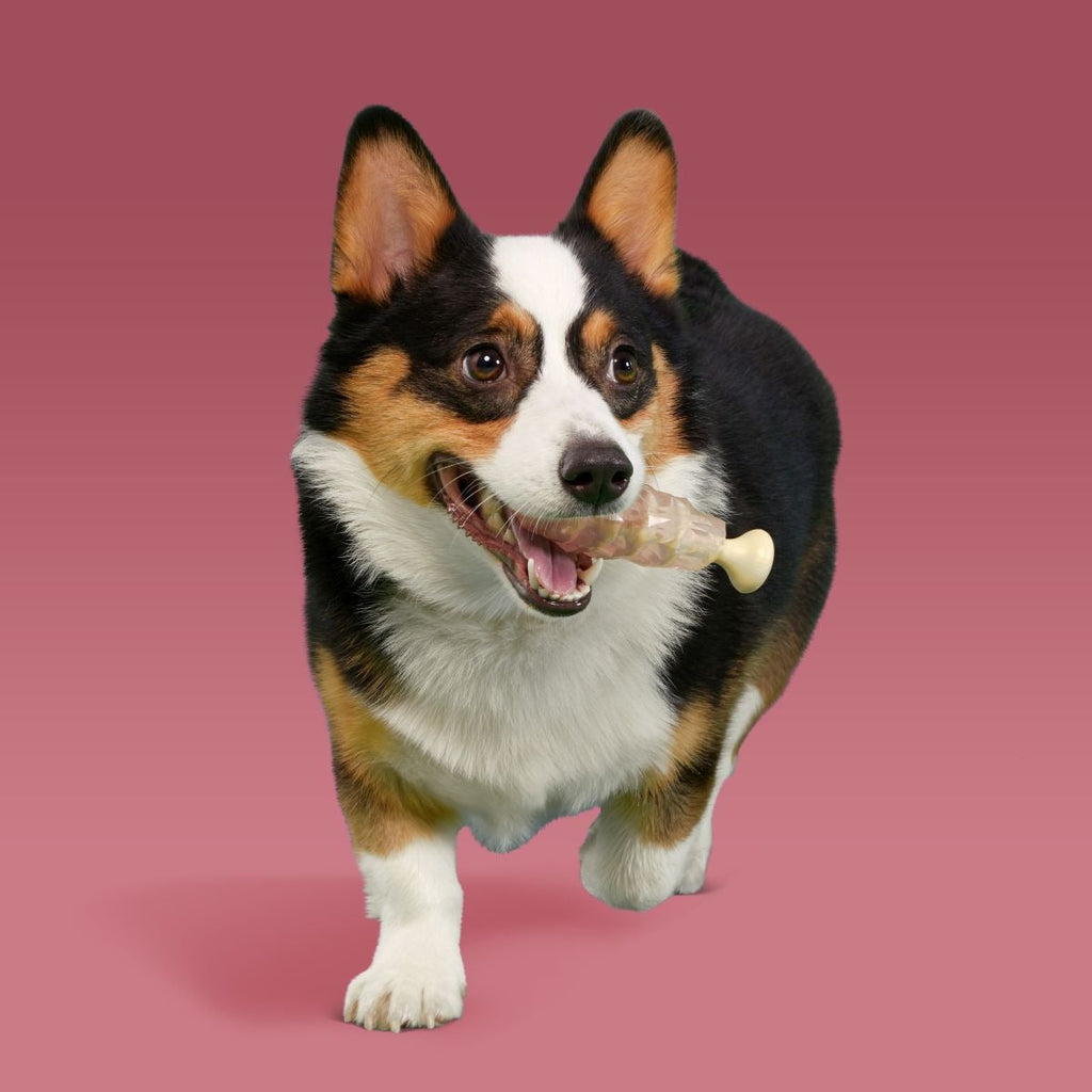 Dandy Rock Candy Durable Super Chewer Gnaw Dog Toy