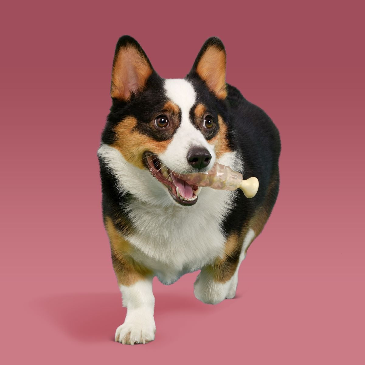 Dandy Rock Candy Durable Super Chewer Gnaw Dog Toy