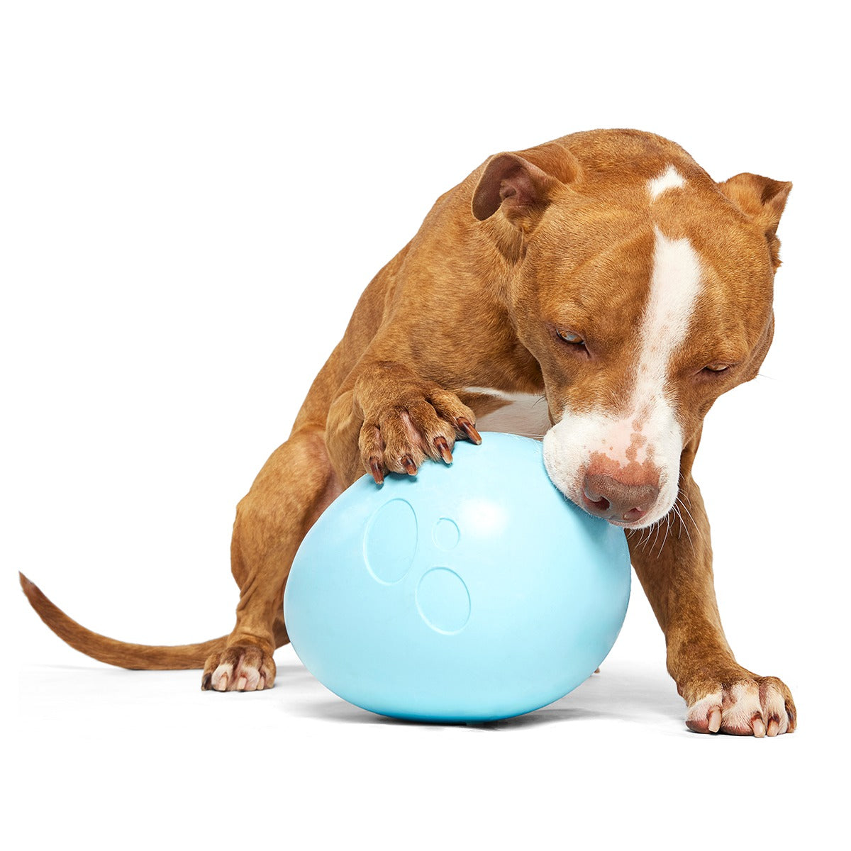 Eggstra Large Easter Egg Super Chewer Durable Extra-Large + Fetch Dog Toy