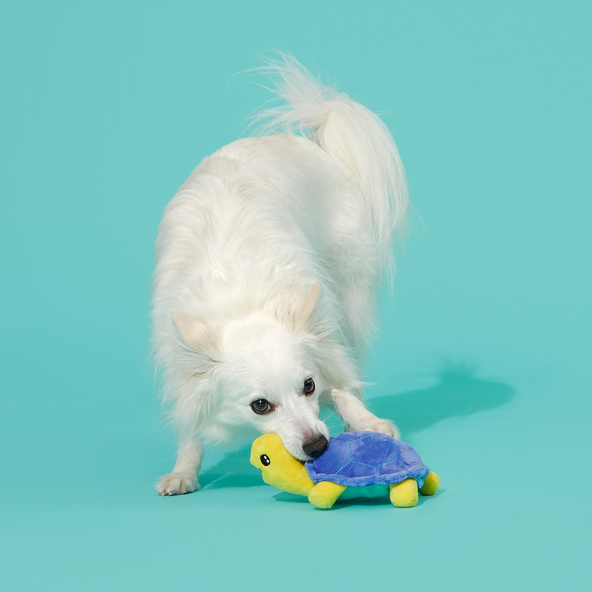 Tiago Tortuga Plush Tug Dog Toy