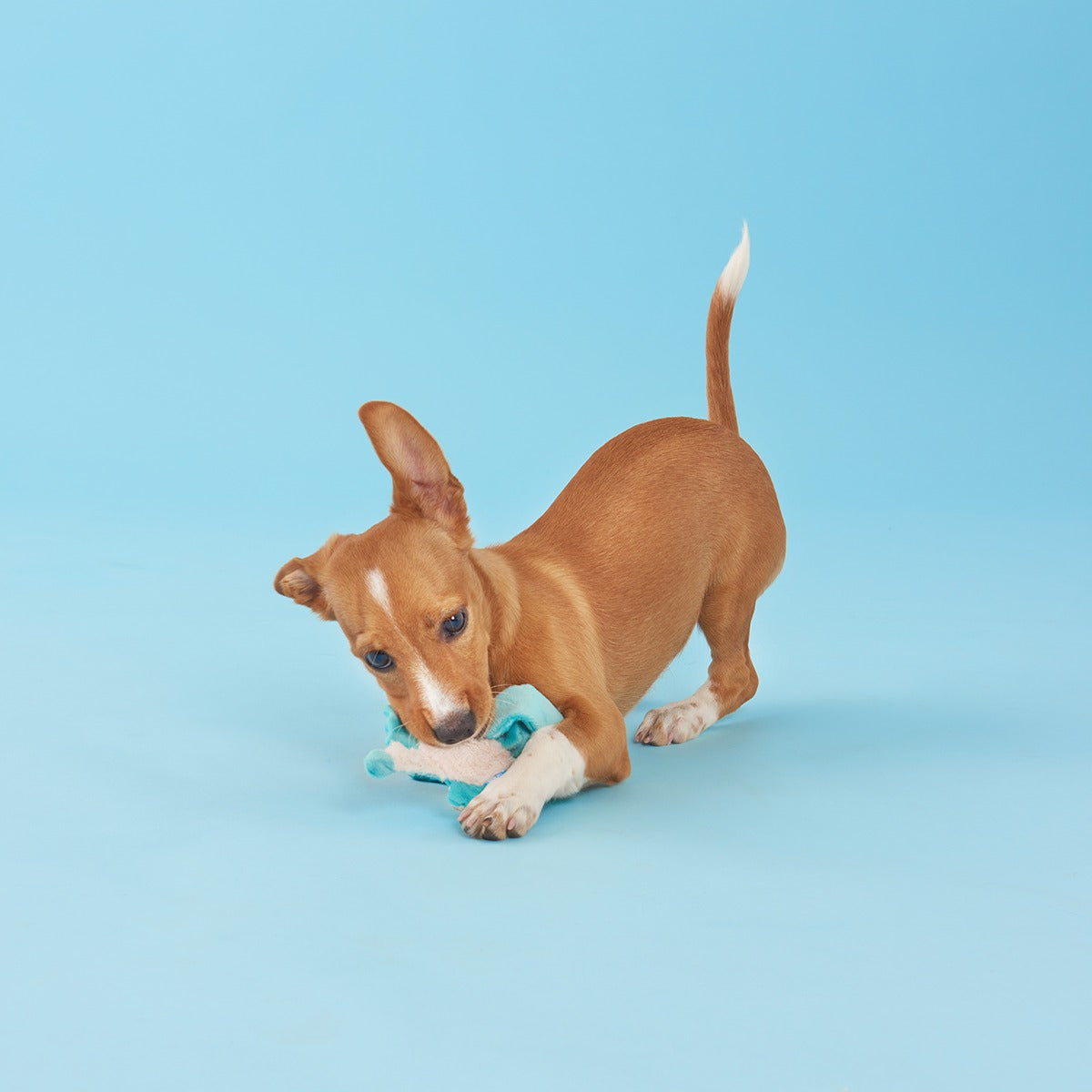 Grimbold the Dragon Plush Tug Dog Toy