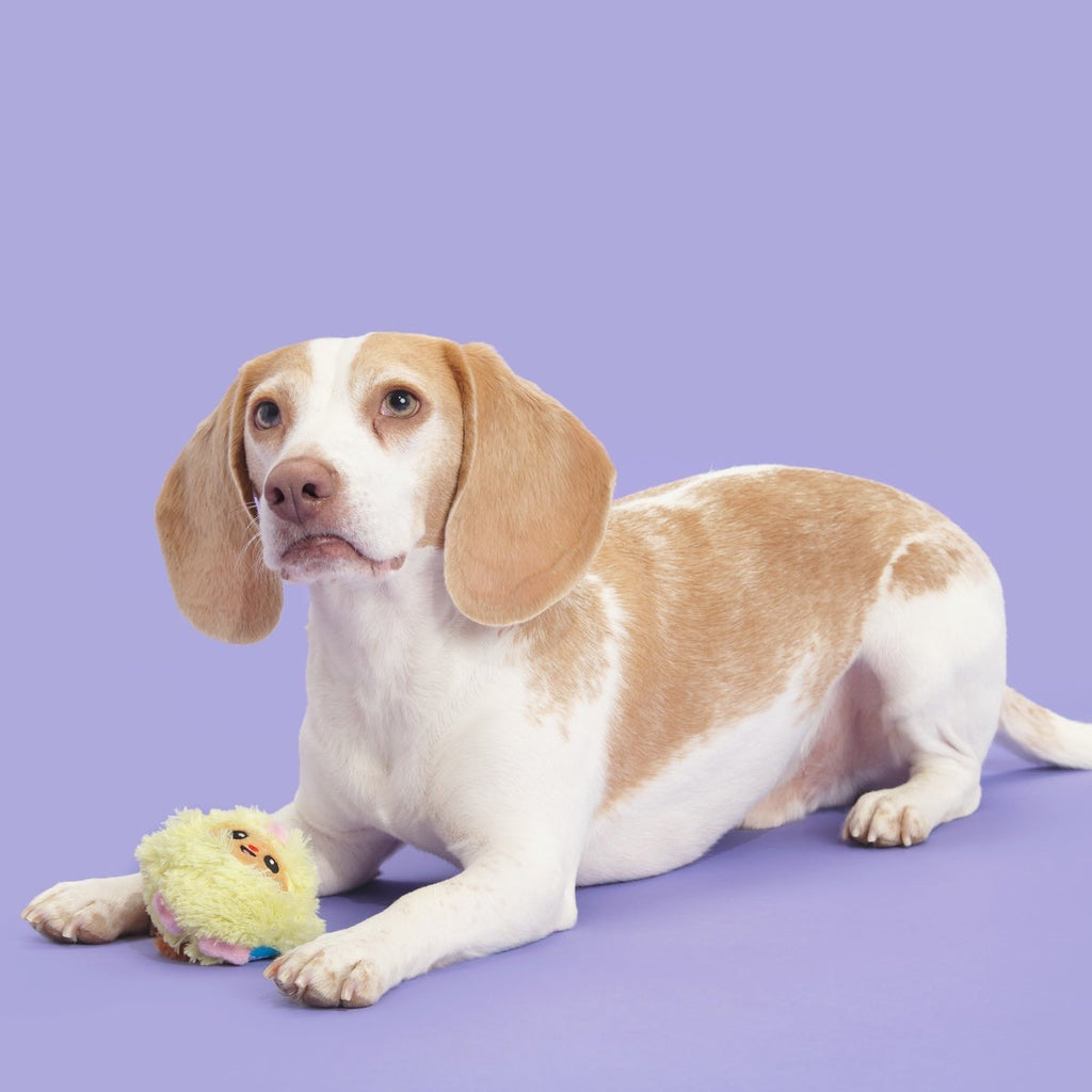 Trixie the Tricky Chicky Plush Fetch Dog Toy
