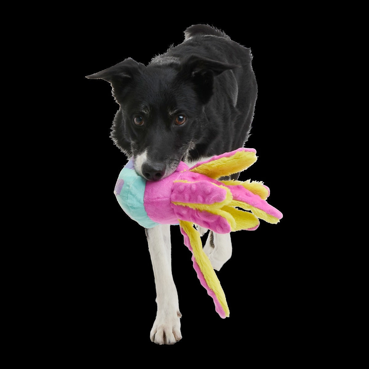 Jellysquish Plush Tug Dog Toy