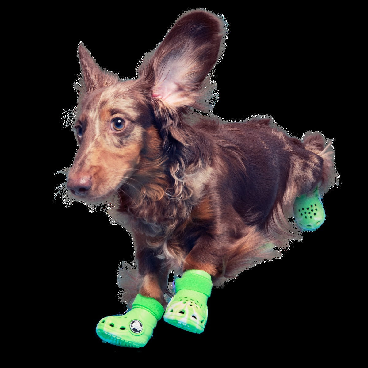 CrocsTM Shoes For Dogs