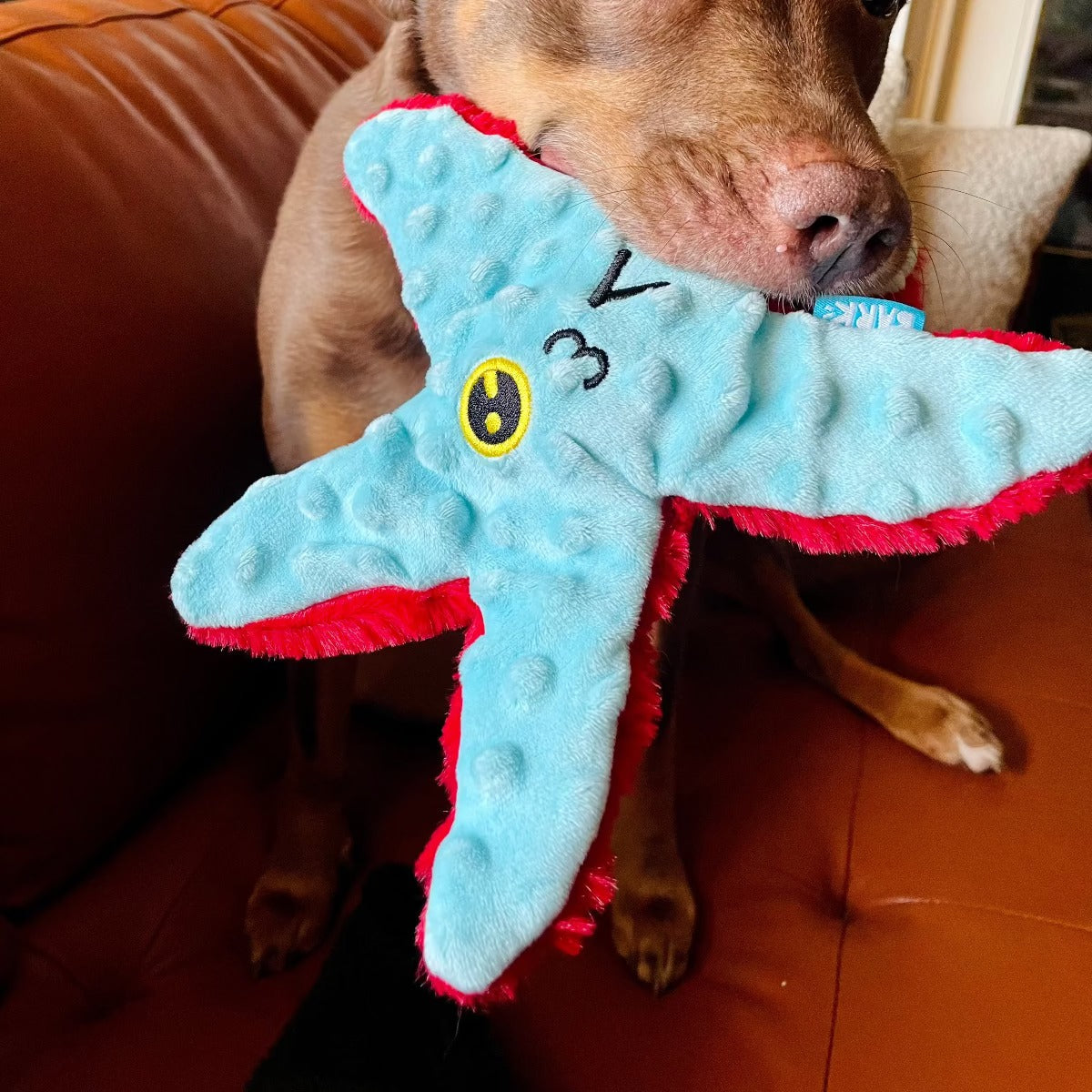 Carl Starfish Plush Tug Dog Toy