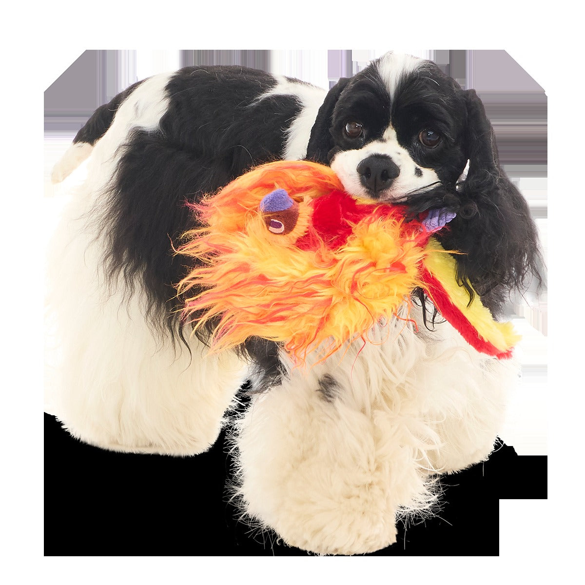 FawkesTM Plush Tug Dog Toy