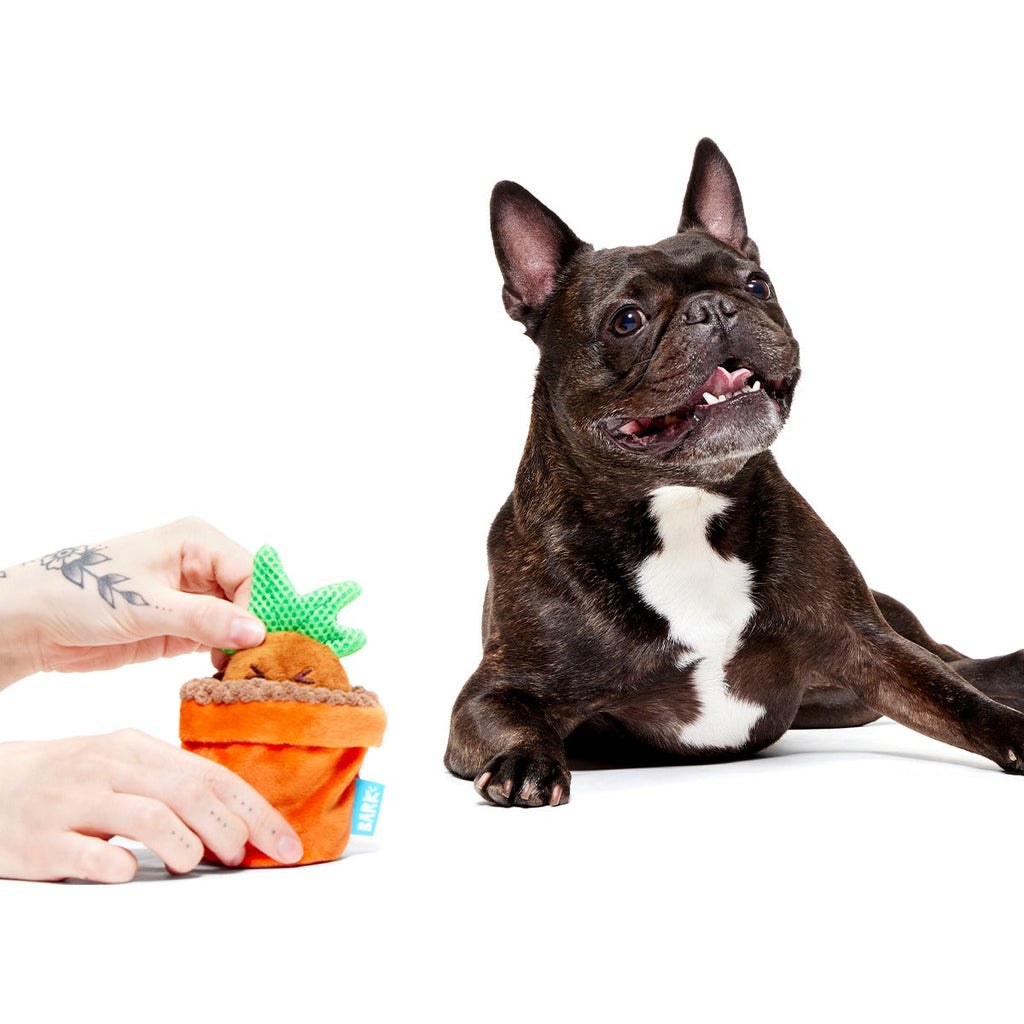 MandrakeTM Plush Tug + Multi-Part Dog Toy