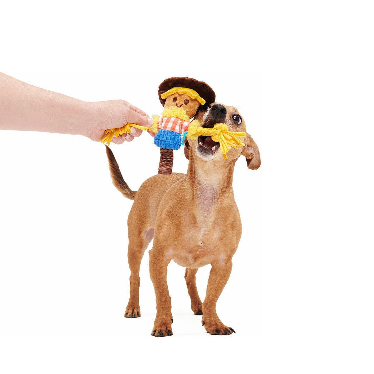 Not Scary Harry Plush Tug Dog Toy