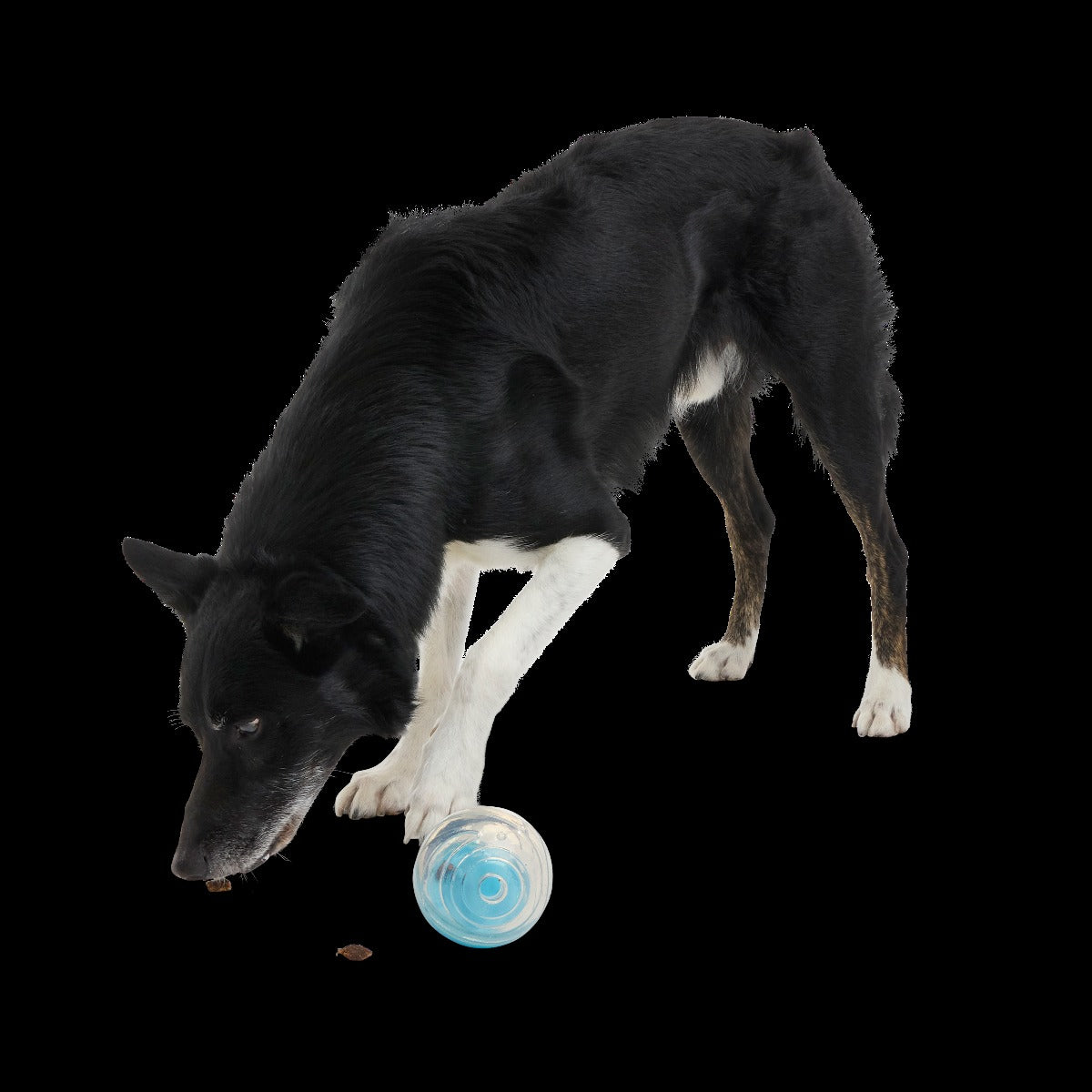 Apex Puzzler Super Chewer Durable Enrichment + Fetch Dog Toy