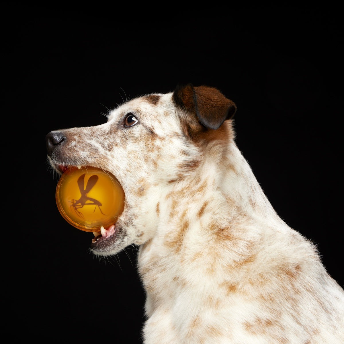 It's In My DNA Durable Super Chewer Fetch Dog Toy
