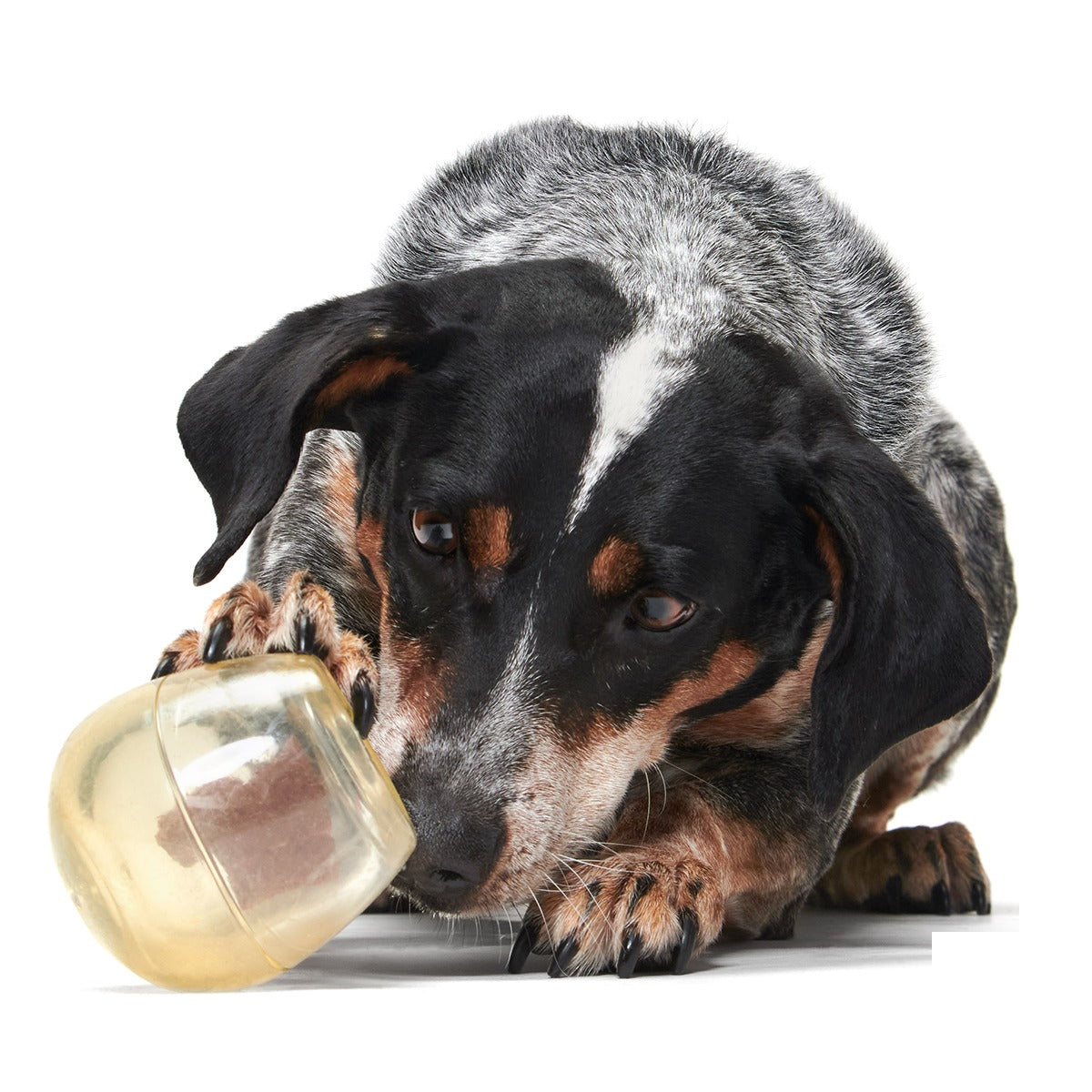 Tipsy Toast Glass Super Chewer Durable Enrichment Dog Toy