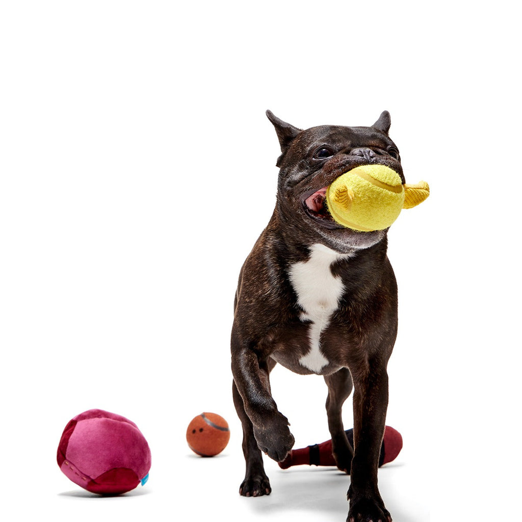 QuidditchTM Equipment Pack Plush Multi-Part + Fetch Dog Toy