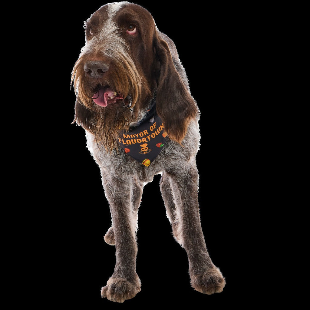 FlavortownTM Dog Bandana