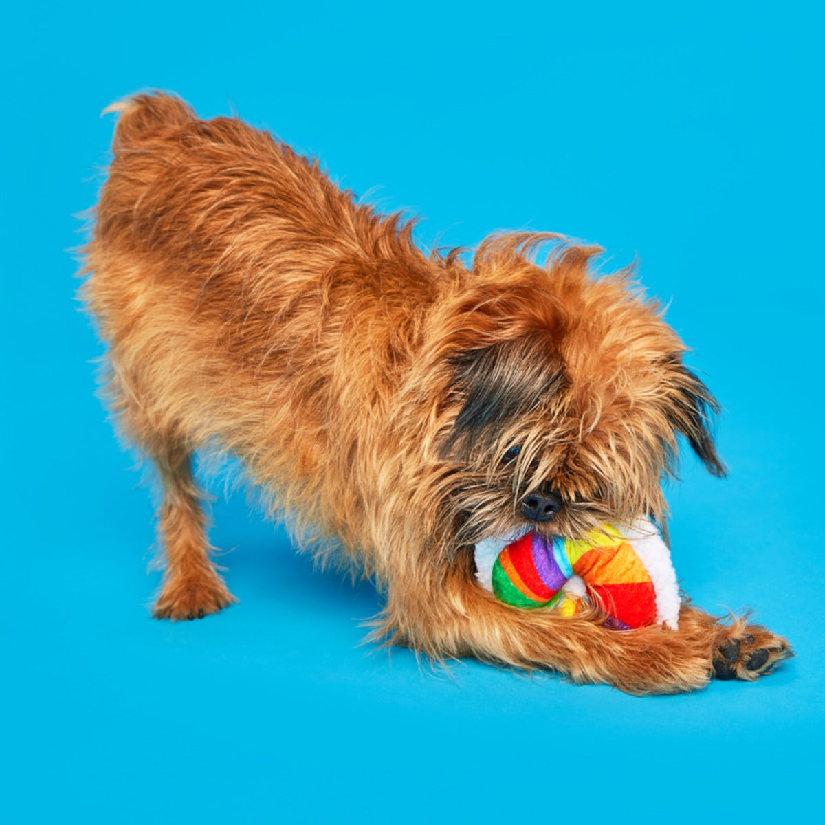 Rainbow-wow Bagel Plush Tug Dog Toy