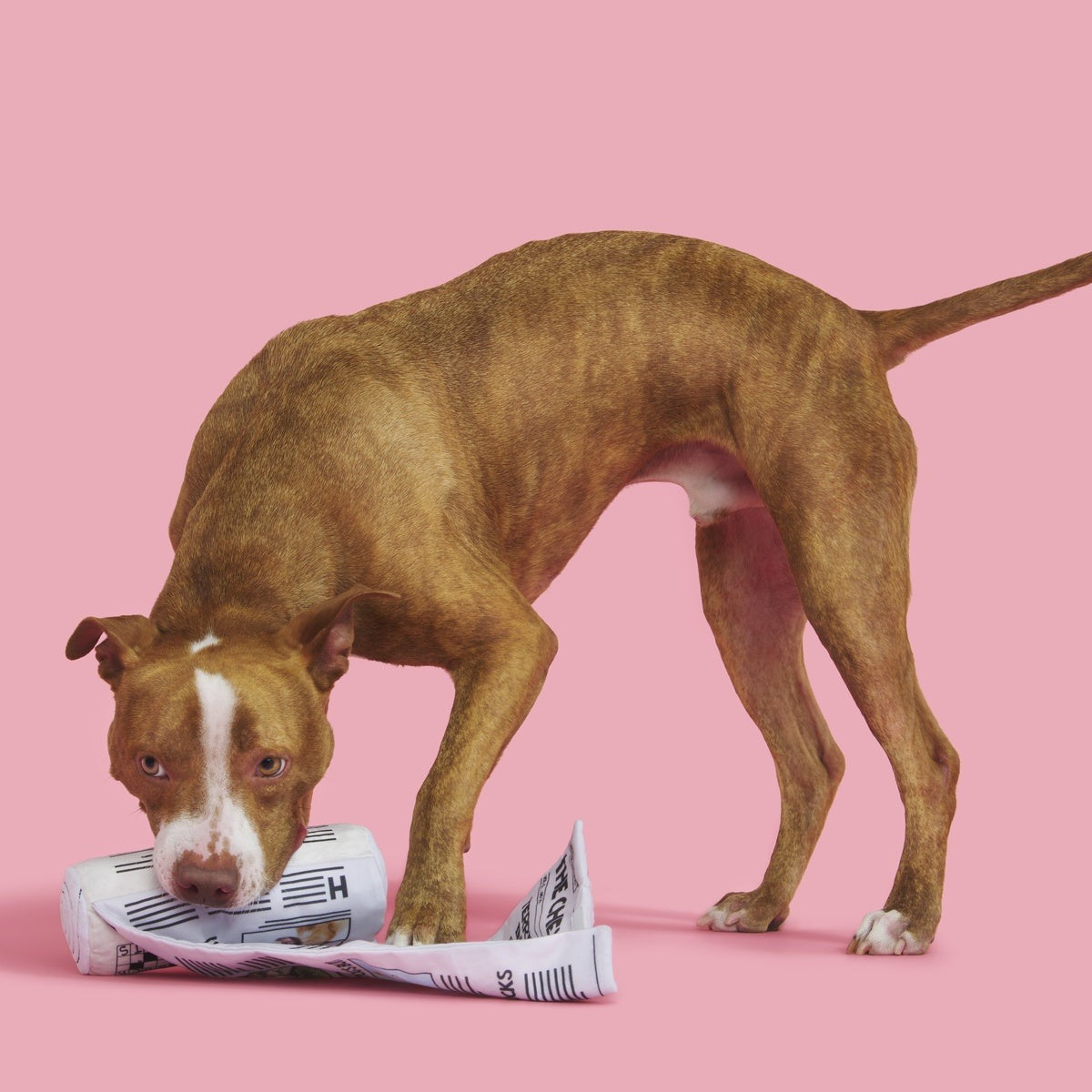 The Chew York Times Plush Tug + Enrichment Dog Toy