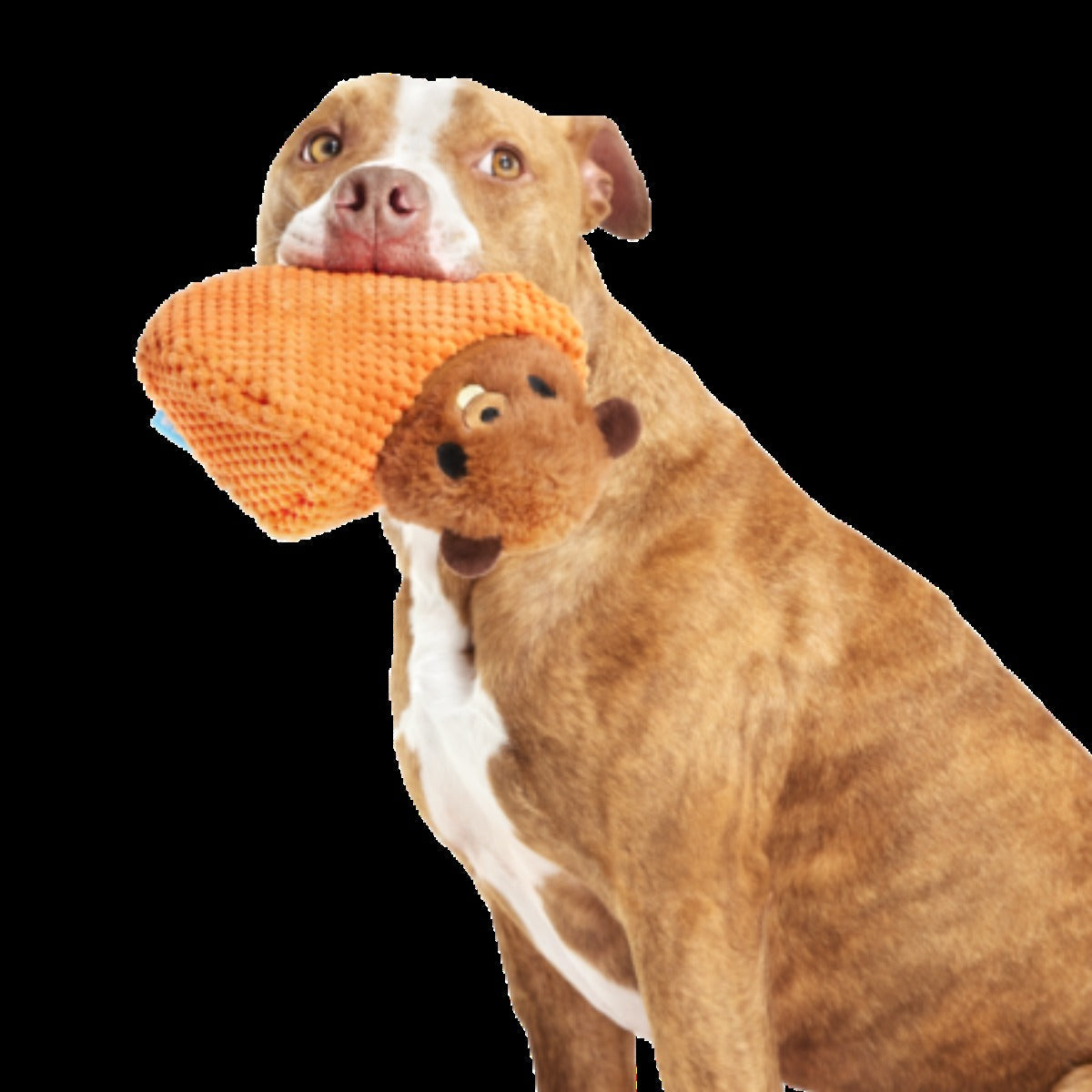 Bucktooth Chuck Plush Multi-Part + Enrichment Dog Toy