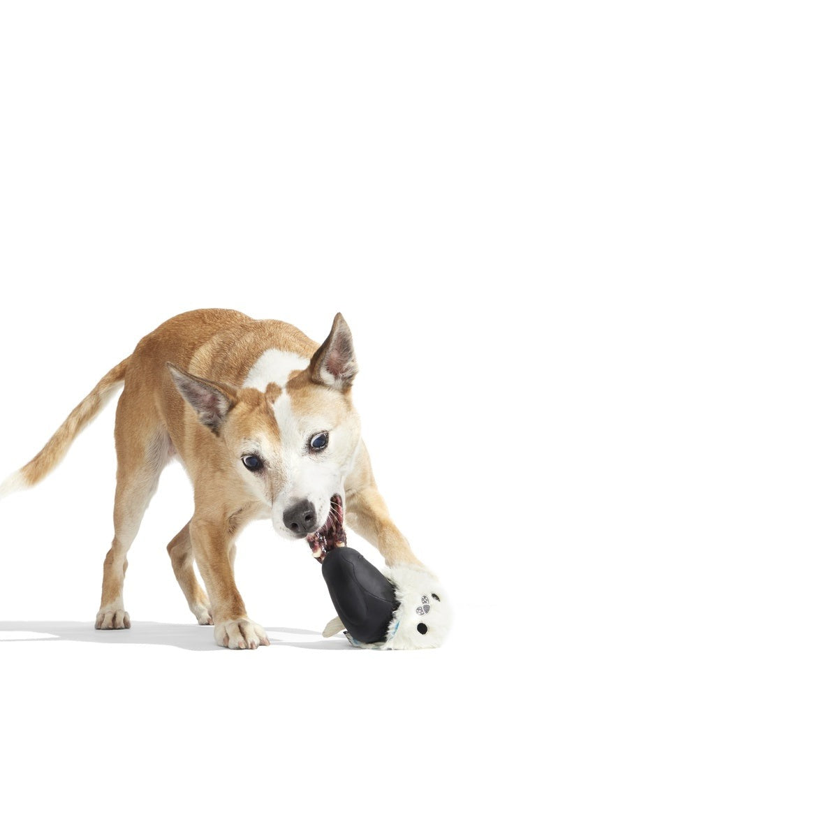 Seal Meal Super Chewer Durable 2-in-1 + Enrichment Dog Toy