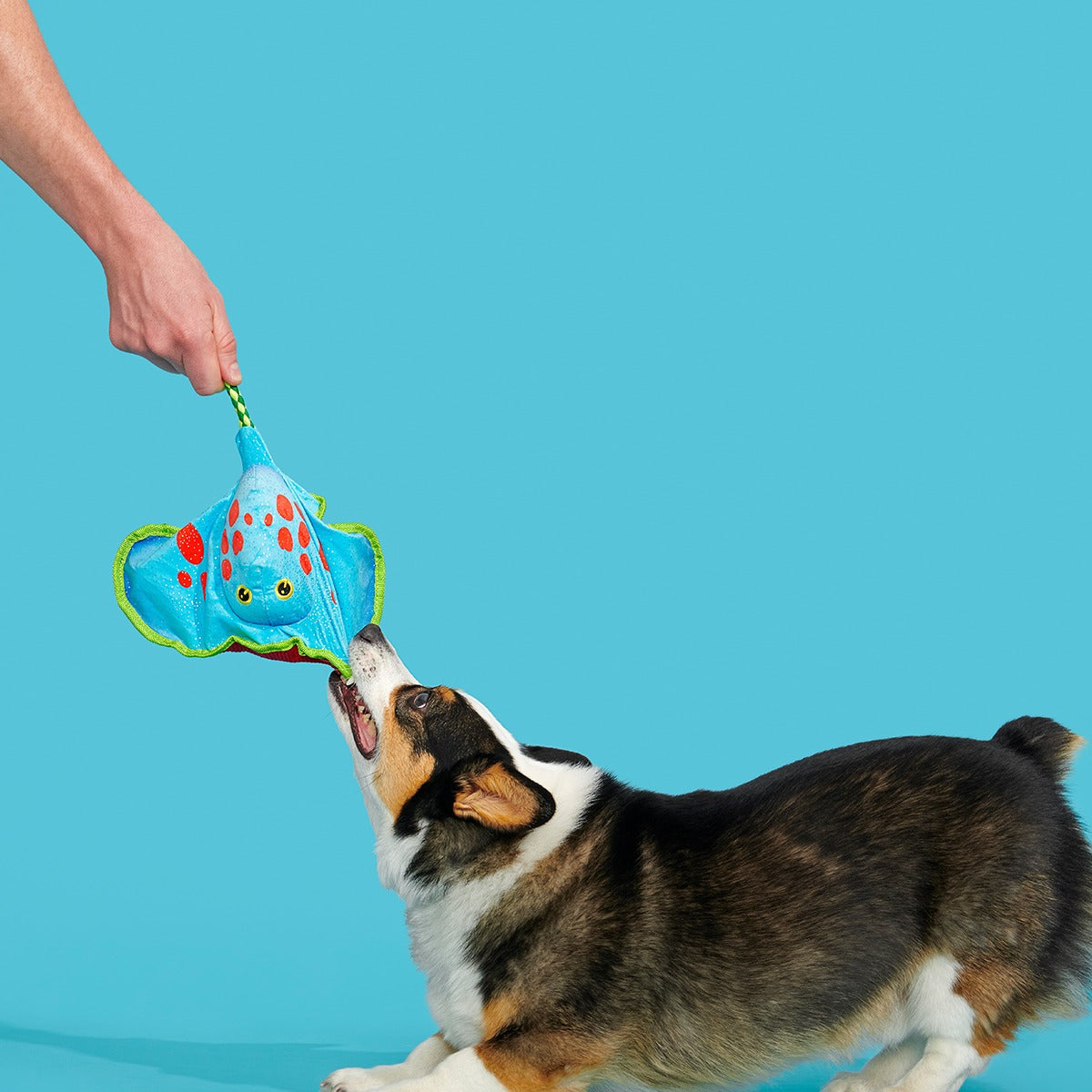Manny Ray Plush Tug Dog Toy
