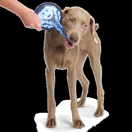 Statler and Waldorf as "Marley & Gnarley" Durable Super Chewer Tug Dog Toy