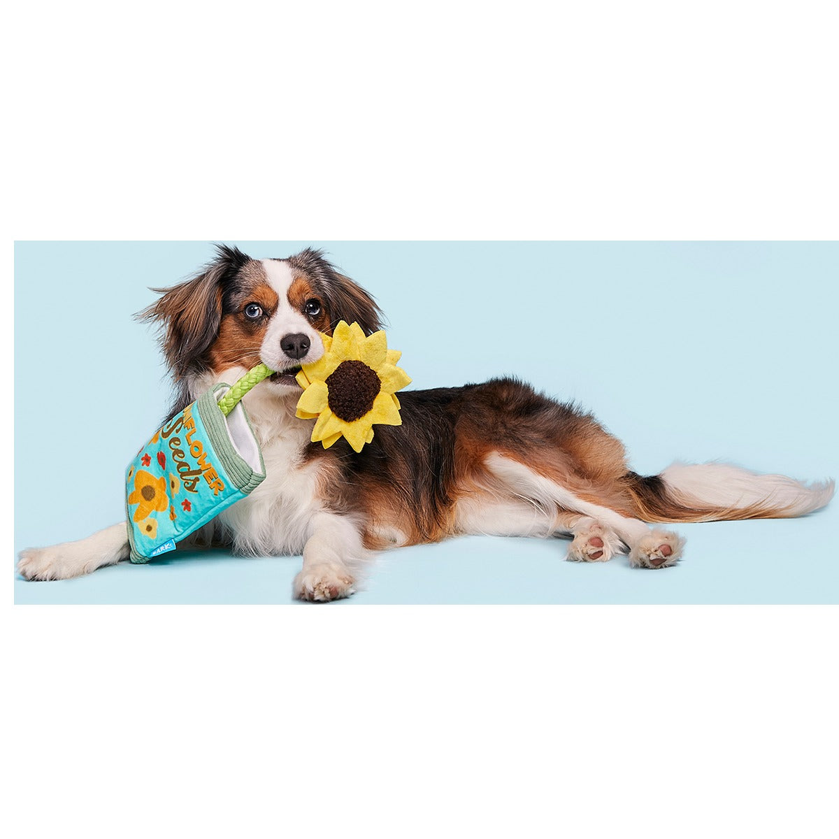Funflower Seeds Plush Tug Dog Toy