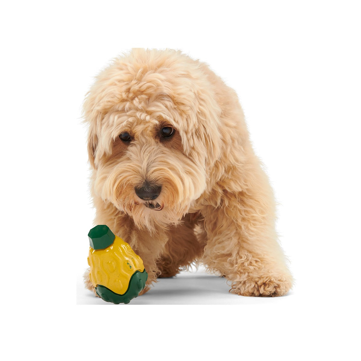Good Gourd Gnaw Mighty Super Chewer Durable Dog Toy