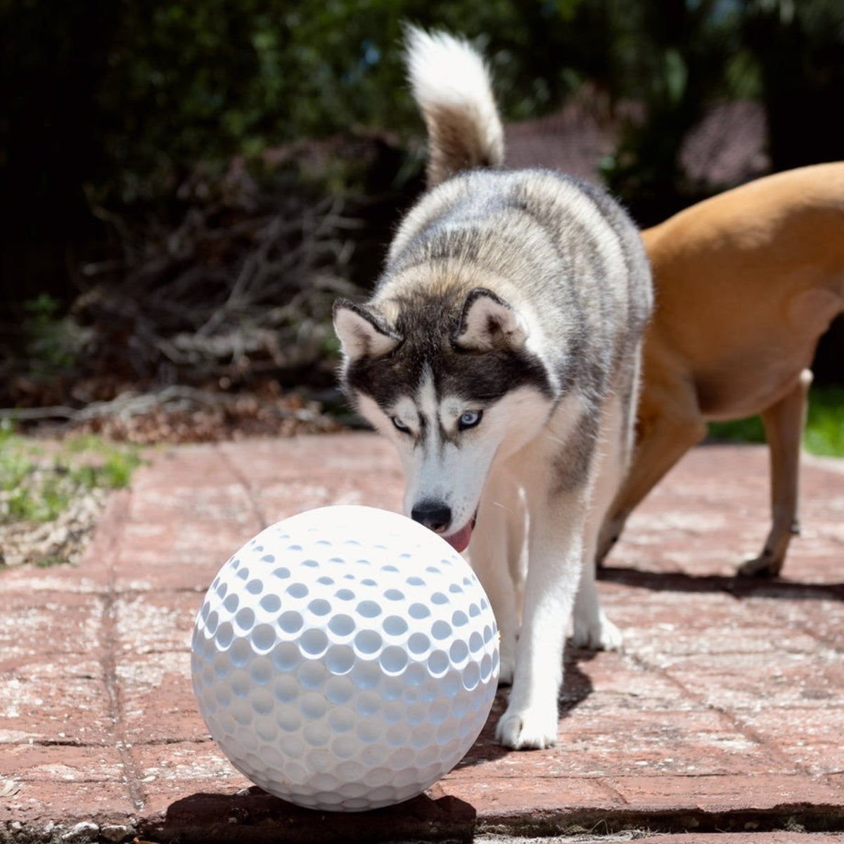 Big Swing Golf Ball Super Chewer Durable Extra-Large + Fetch Dog Toy