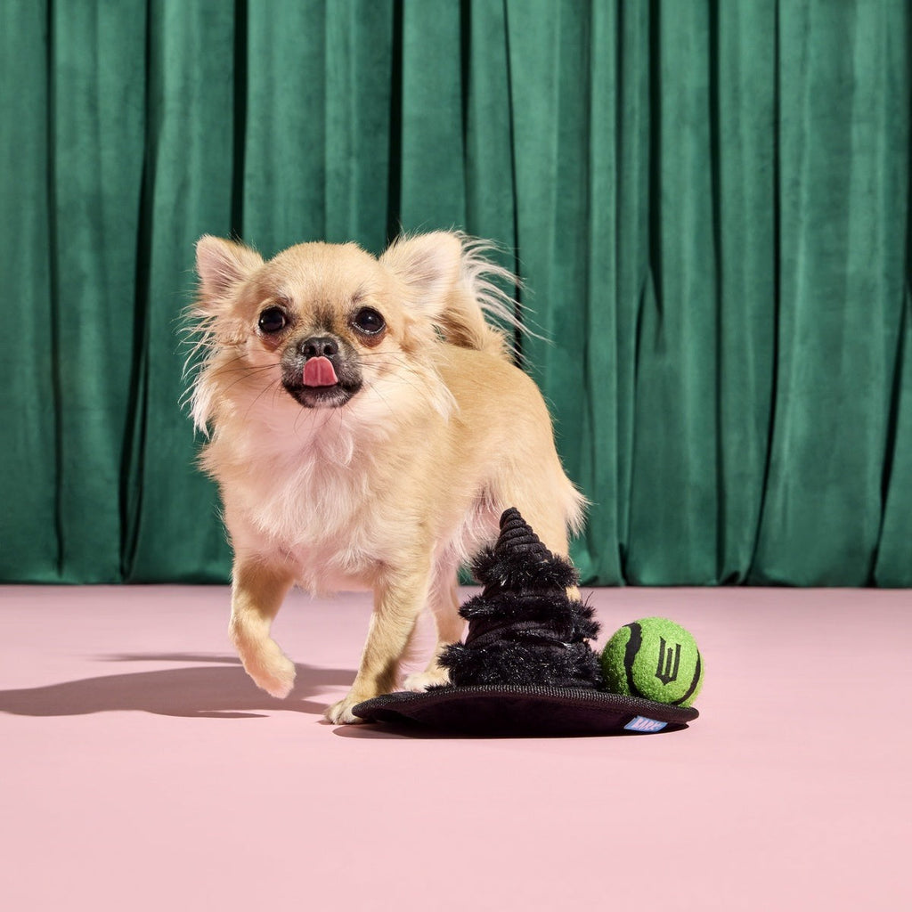Elphaba's Ozdust Hat Plush 2-in-1 + Fetch Dog Toy
