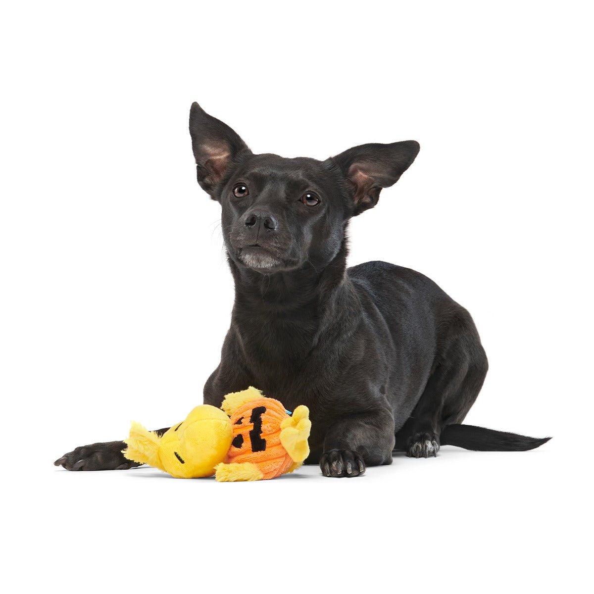 Trick-Or-Tweet Plush Tug Dog Toy