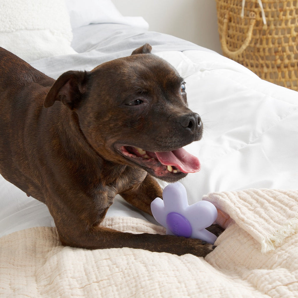 Power Flower Super Chewer Durable Gnaw Dog Toy