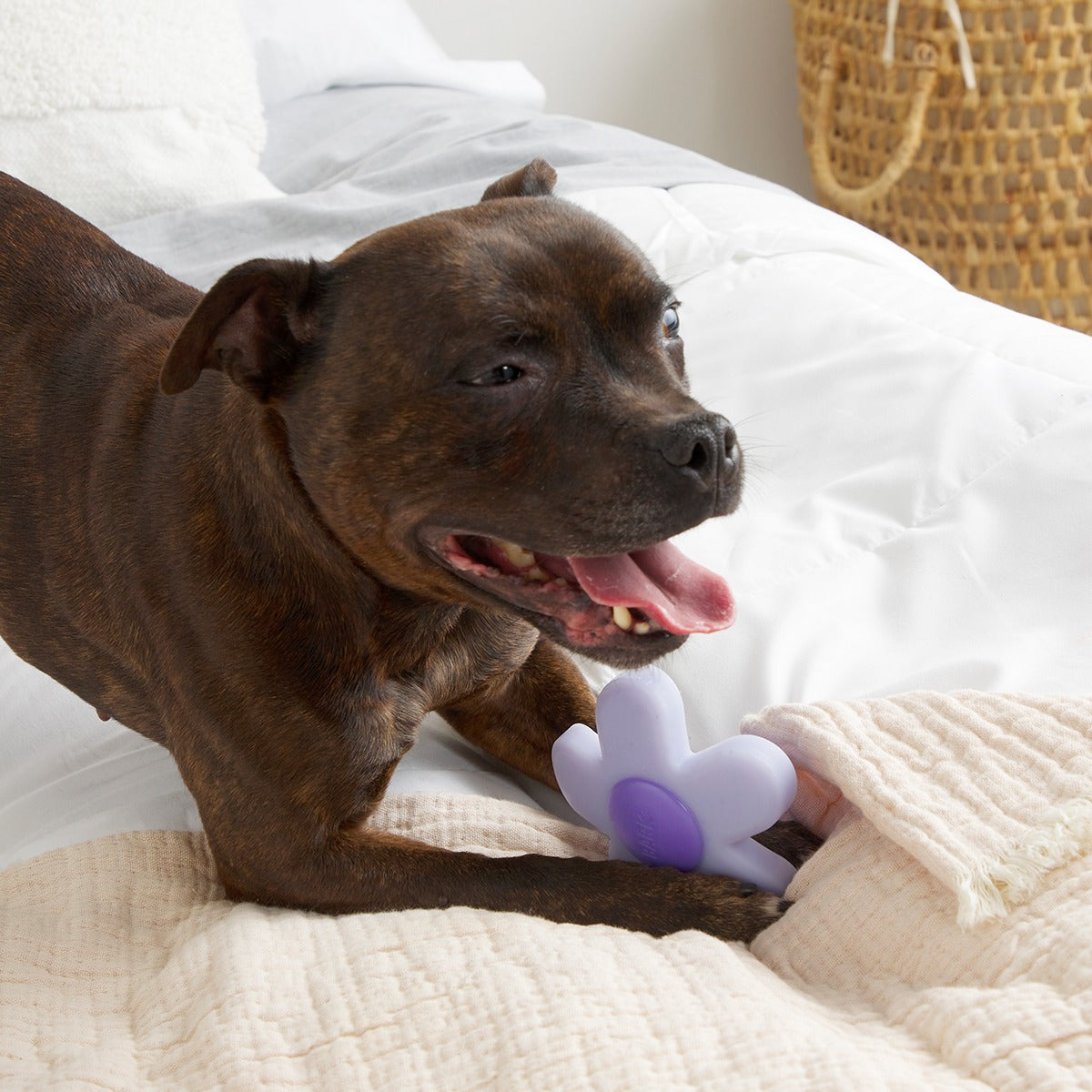Power Flower Super Chewer Durable Gnaw Dog Toy