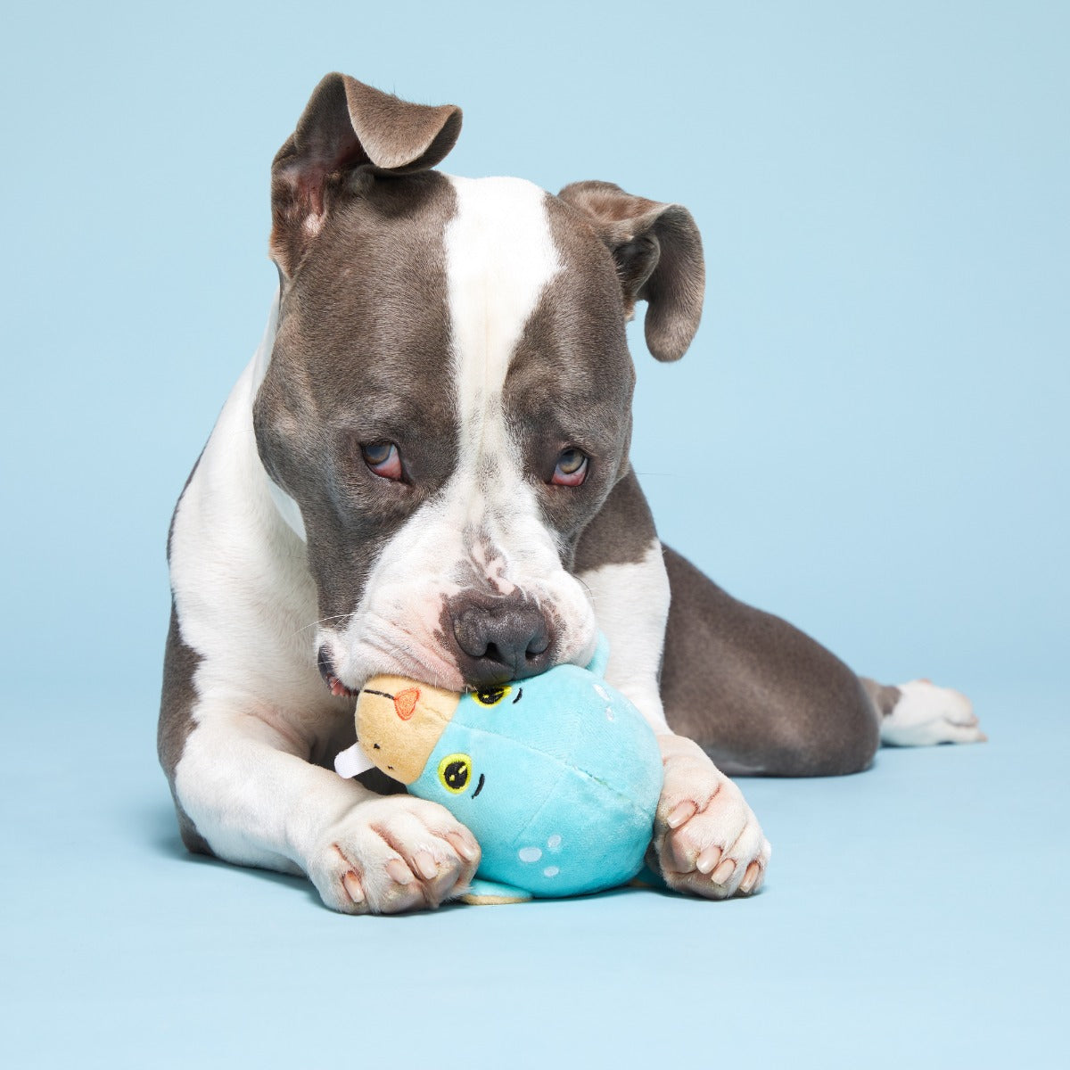 Blue Walrus Plush Tug + Fetch Dog Toy