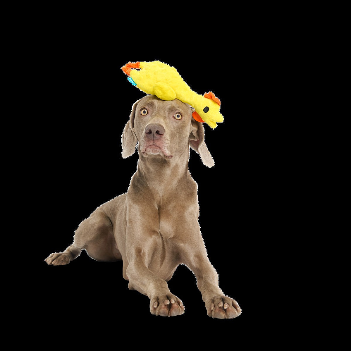 Fozziwig’s Rubber Chicken Plush Tug Dog Toy