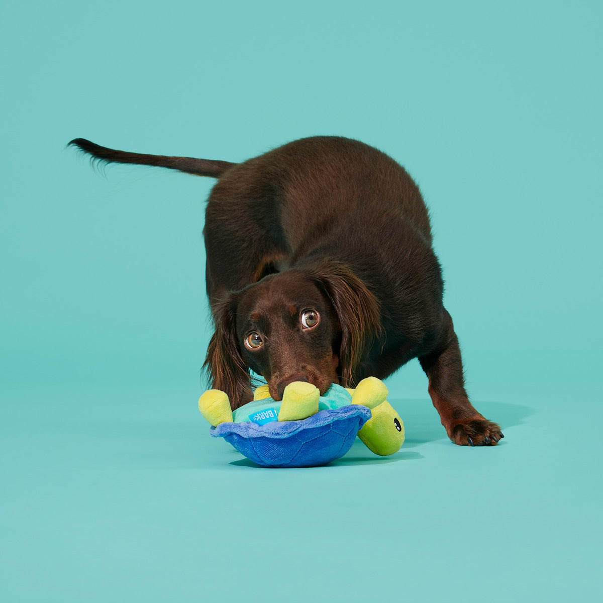 Tiago Tortuga Plush Tug Dog Toy