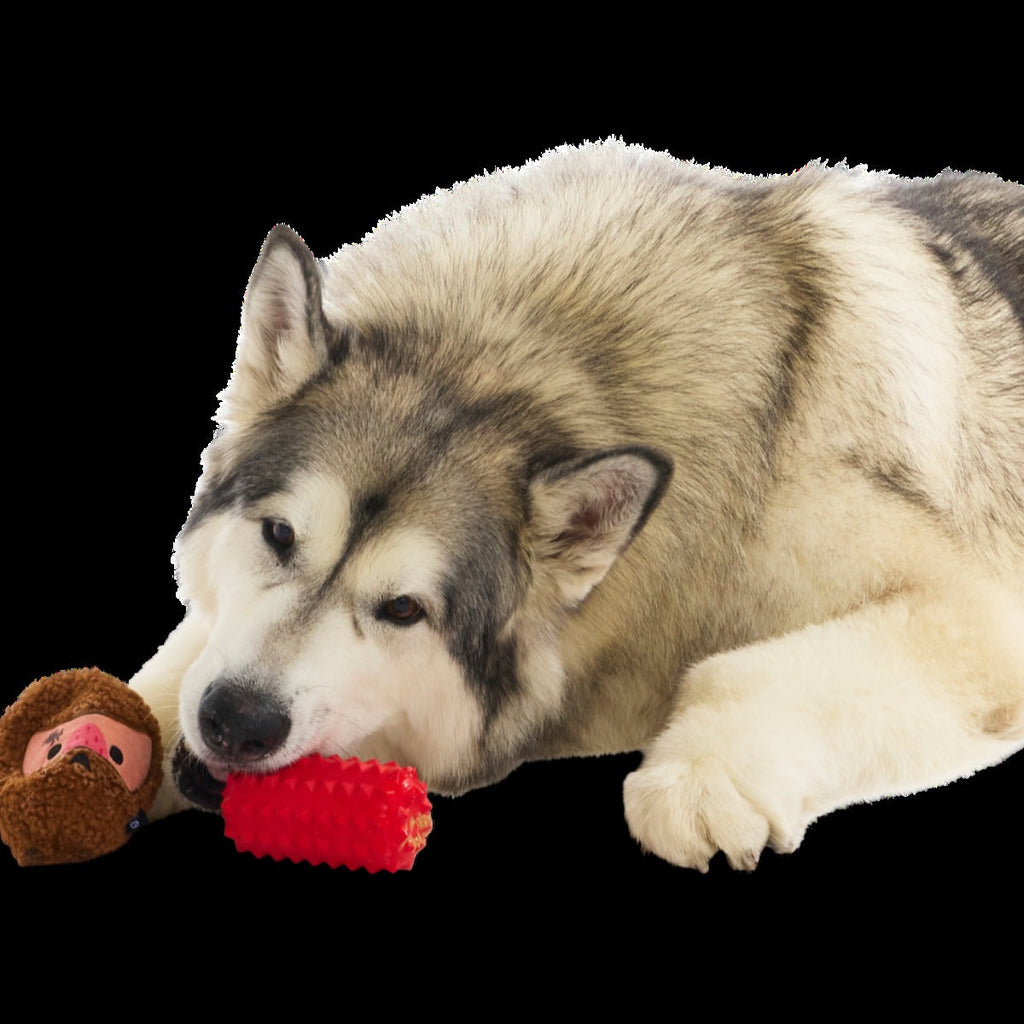 Mean Mad Marv Durable Super Chewer Dog Toy