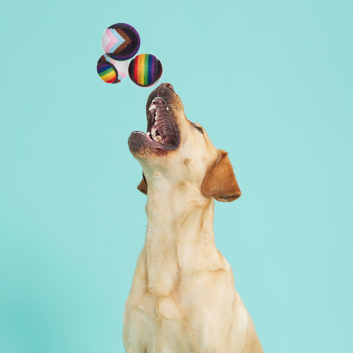 Fetch is Fetch Plush Multi-Part Dog Toy