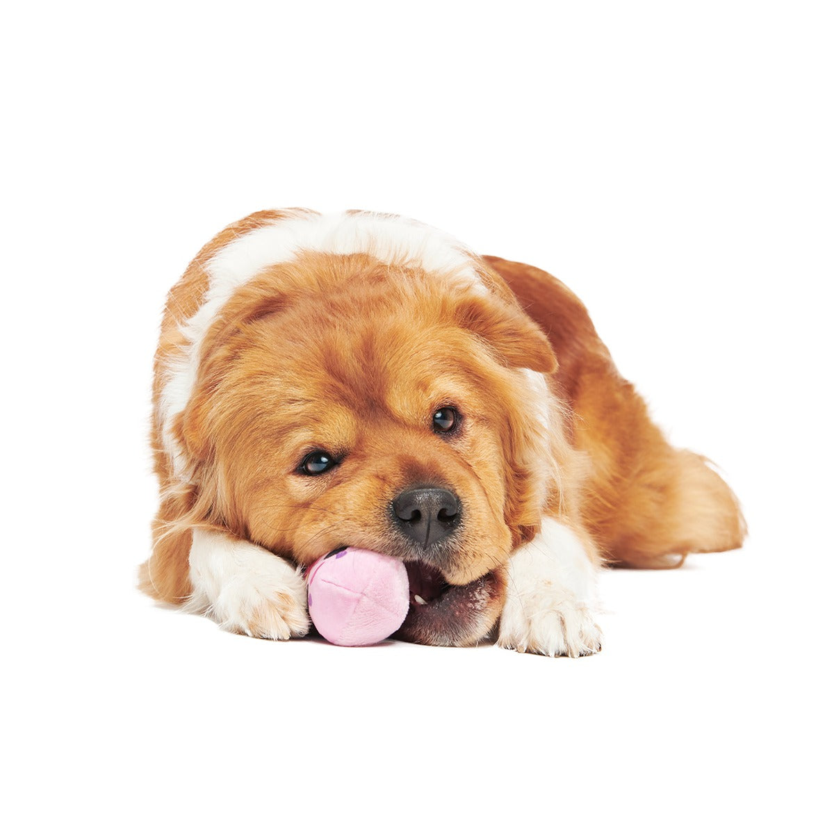 Consuela Pop Plush 2-in-1 + Tug Dog Toy