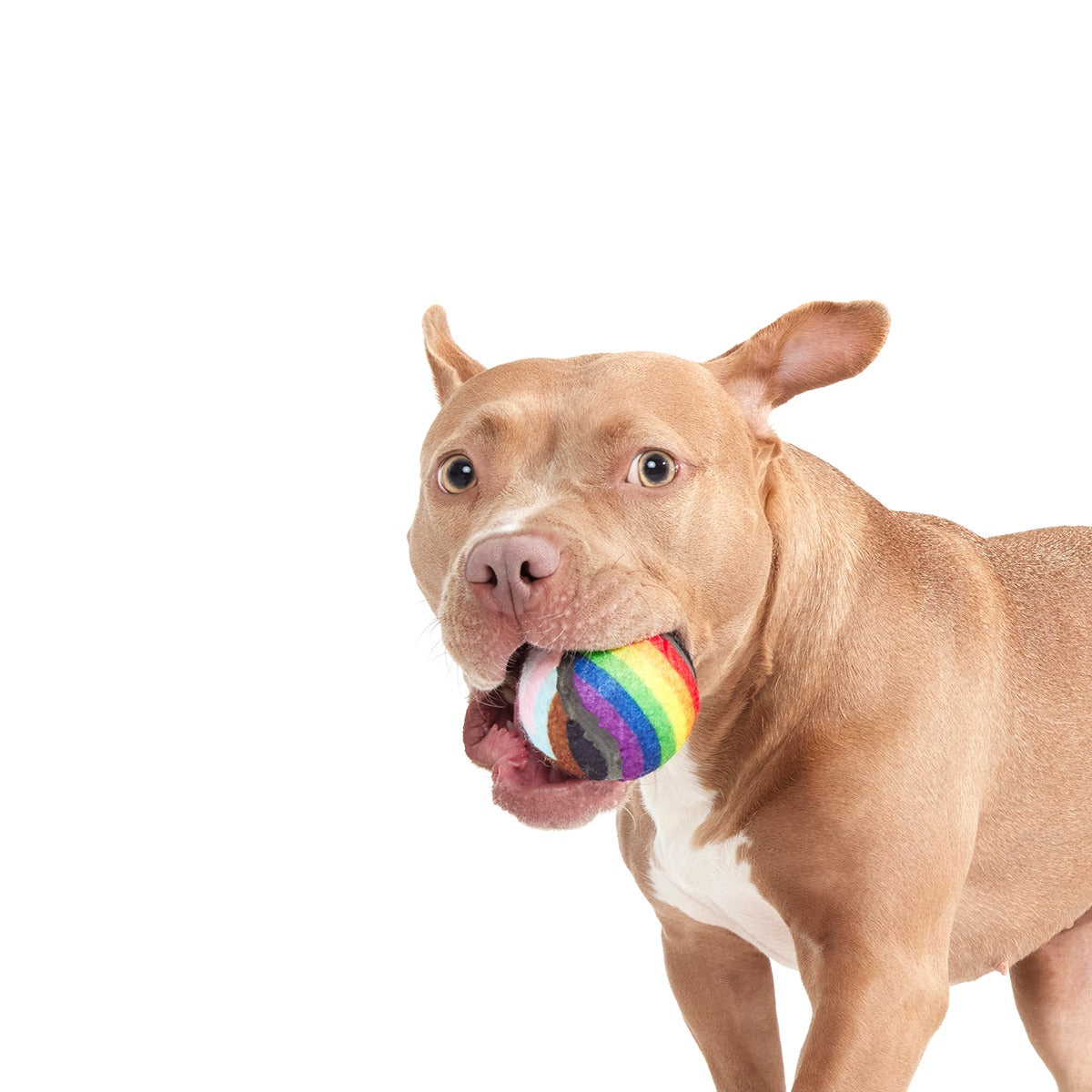 Fetch is Fetch Plush Multi-Part Dog Toy