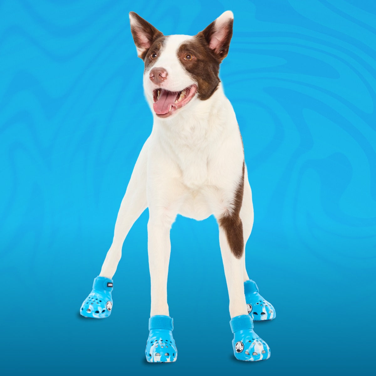 CrocsTM Shoes For Dogs