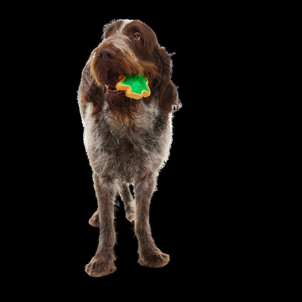 Hard-Baked Sugrrrr Cookie Super Chewer Durable Gnaw + Enrichment Dog Toy