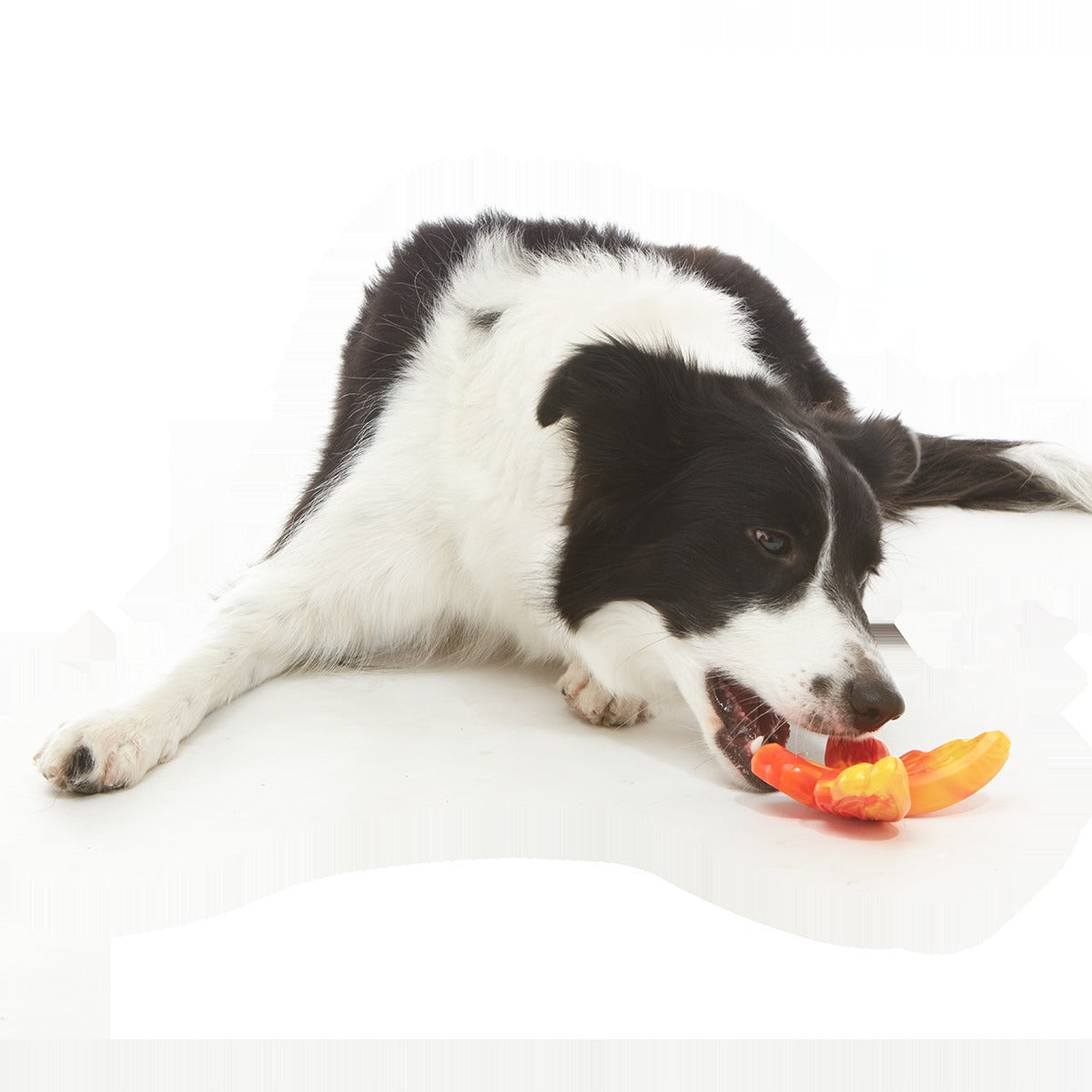 Brawny Butterfly Durable Super Chewer Gnaw Dog Toy