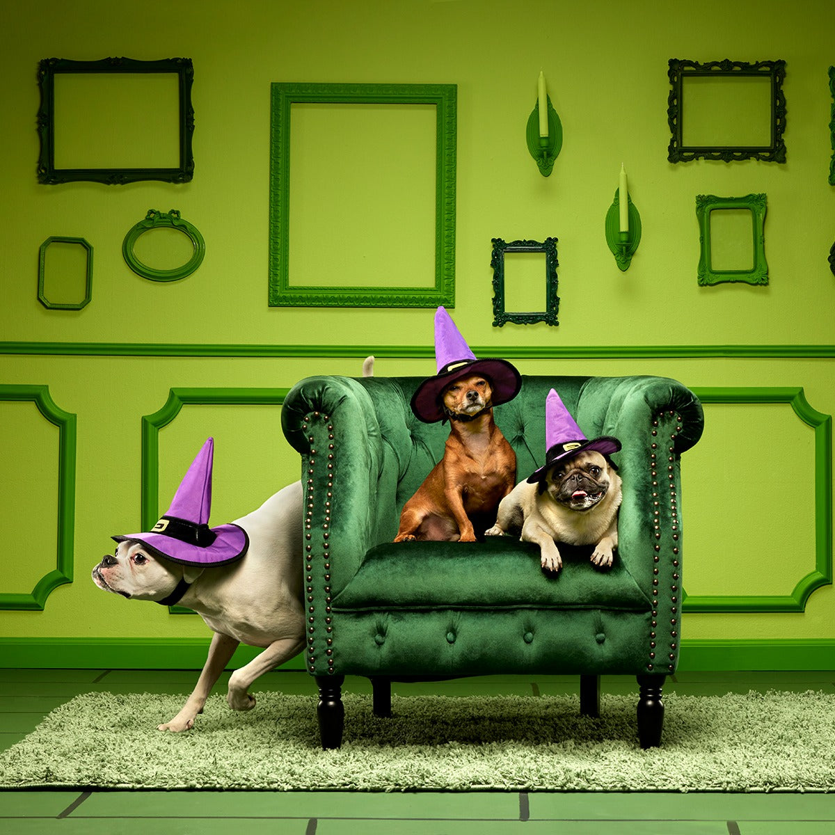 Witch's Scritches Hat Super Chewer Durable Wearable Dog Toy