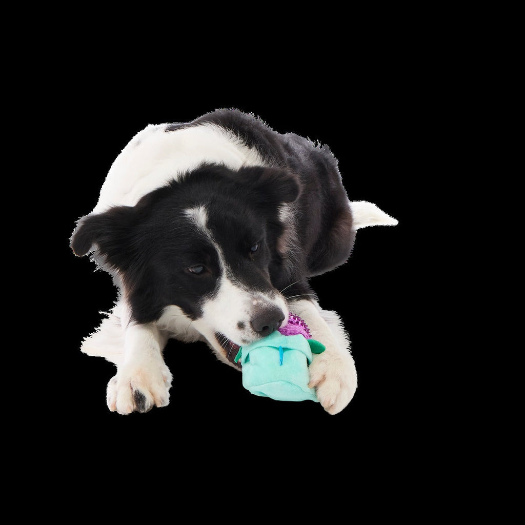 Blueberry Thrill Plush Multi-Part + Fetch + Enrichment Dog Toy