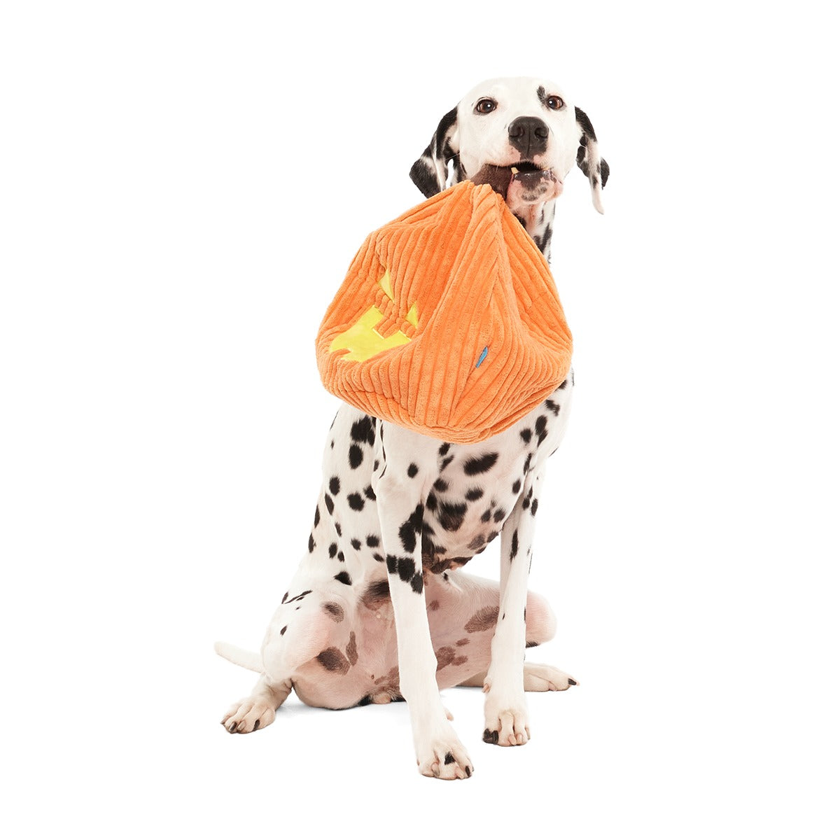 Chumpkin Plush Tug Dog Toy