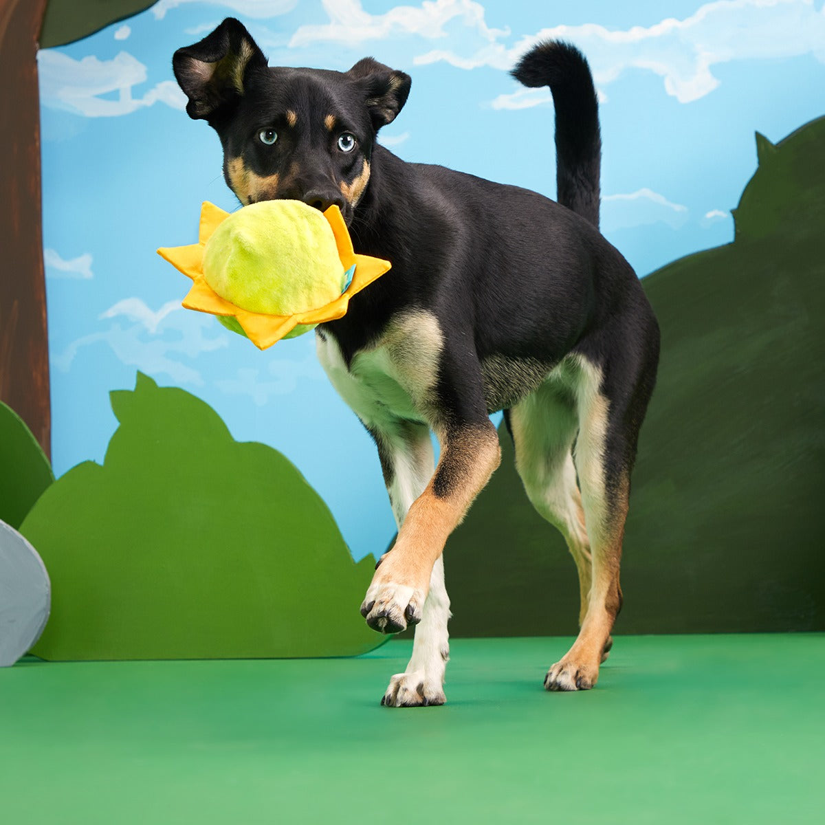 Sunny Boy Plush Fetch Dog Toy