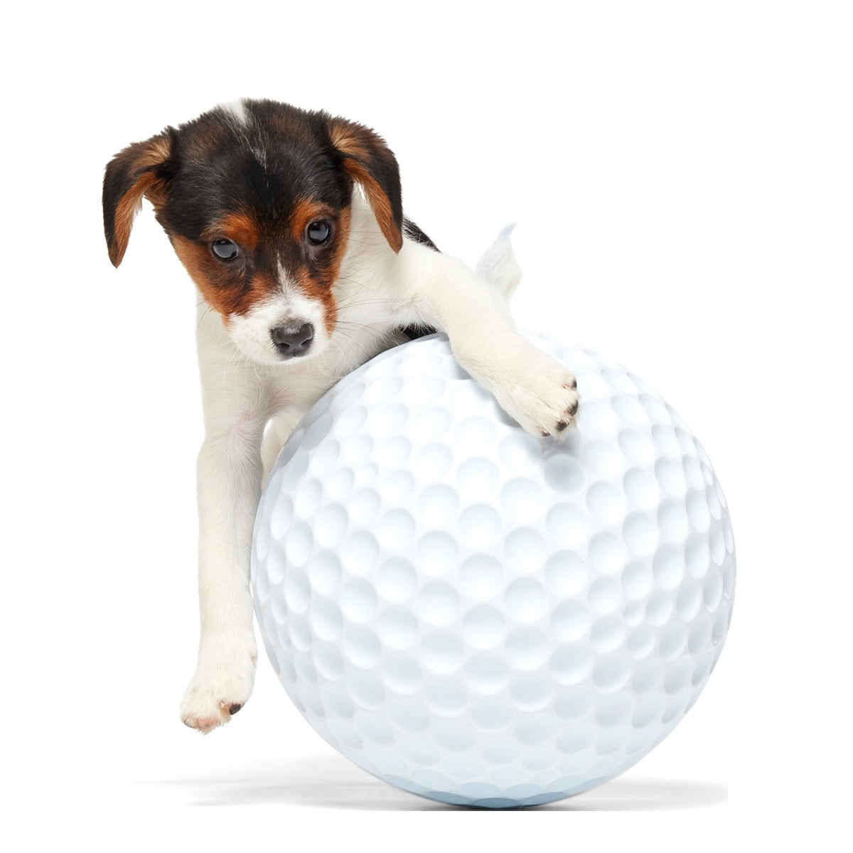 Big Swing Golf Ball Super Chewer Durable Extra-Large + Fetch Dog Toy